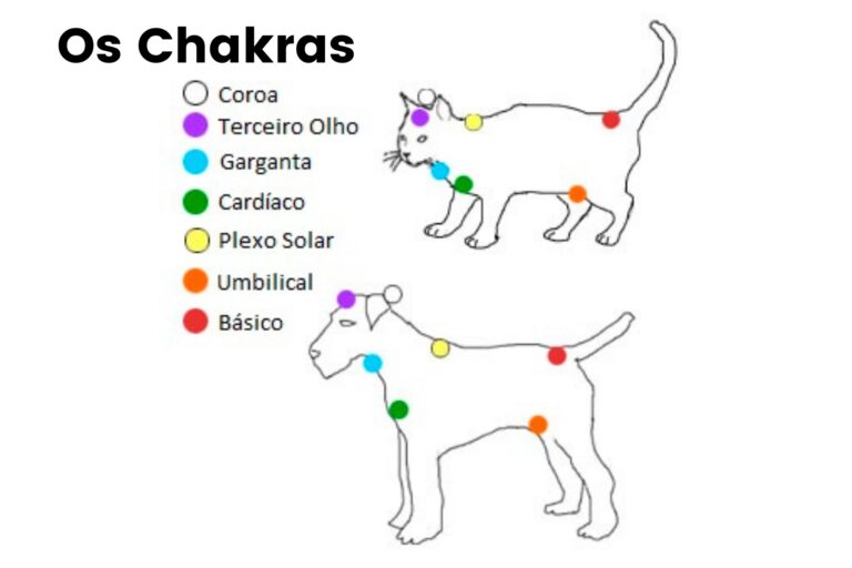 Relação de chakras para fazer reiki em animais